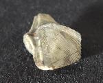 Cyrtospirifer verneuili (MURCHISON 1840) - Bild © FossNet FossilienStore